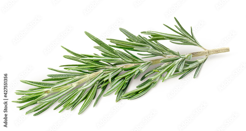 Fototapeta premium one sprig of fresh rosemary on isolated white background