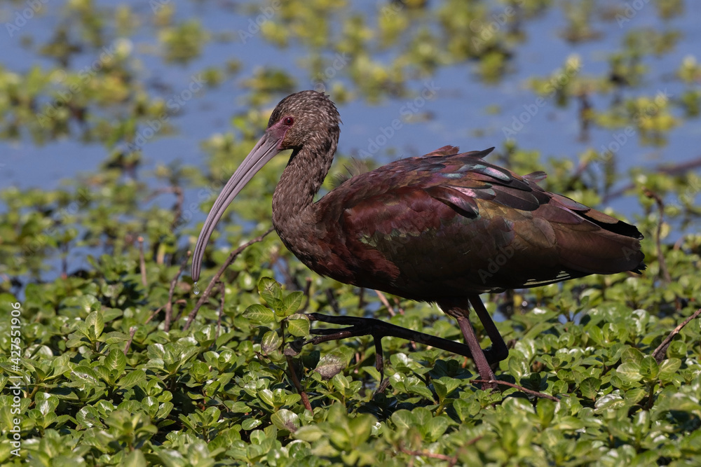 White-Faced Ibis Walking Through the Marsh White-Faced Ibis Walking Through the Marsh
