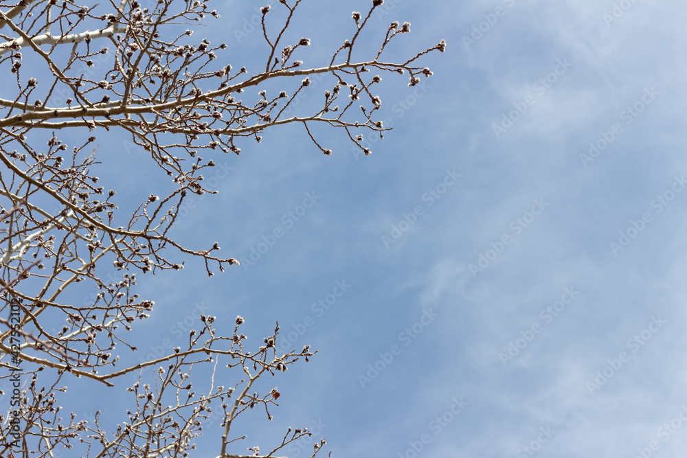 branches with spring bud pussy willows against blue sky branches with spring bud pussy willows against blue sky