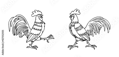 a pair of combat roosters, farm birds, vector illustration with black ink contour lines isolated on a white background in doodle and hand drawn style