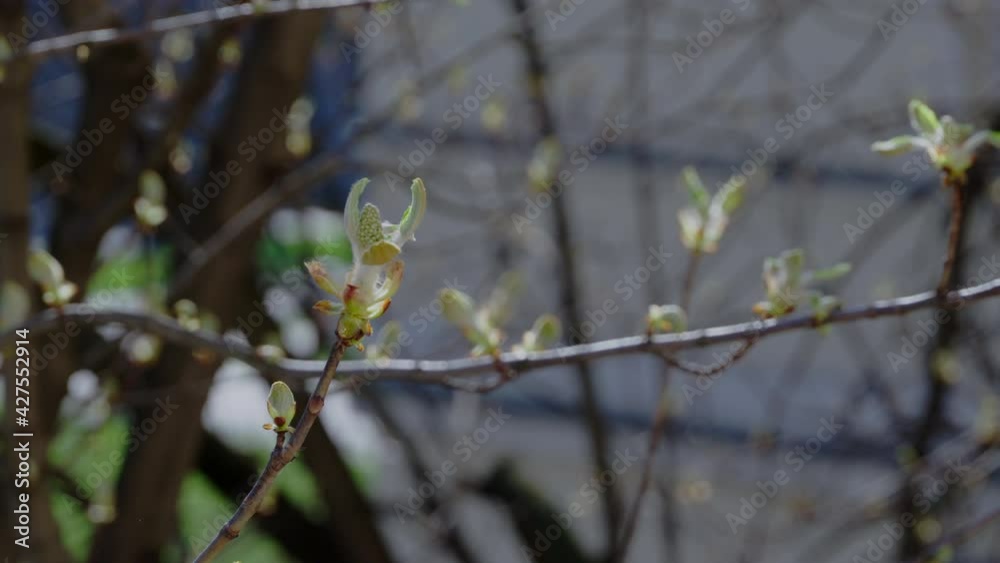 Blooming Horse Chestnut Tree buds during springtime Blooming Horse Chestnut Tree buds during springtime
