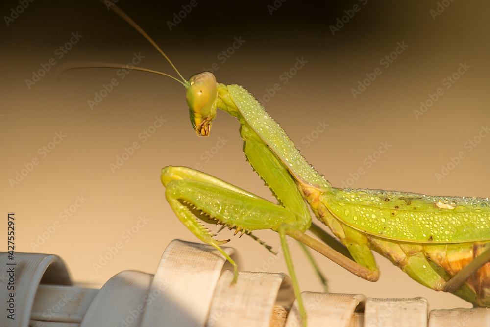 European Praying Mantis (Mantis religiosa) female covered with dew drops portrait European Praying Mantis (Mantis religiosa) female covered with dew drops portrait