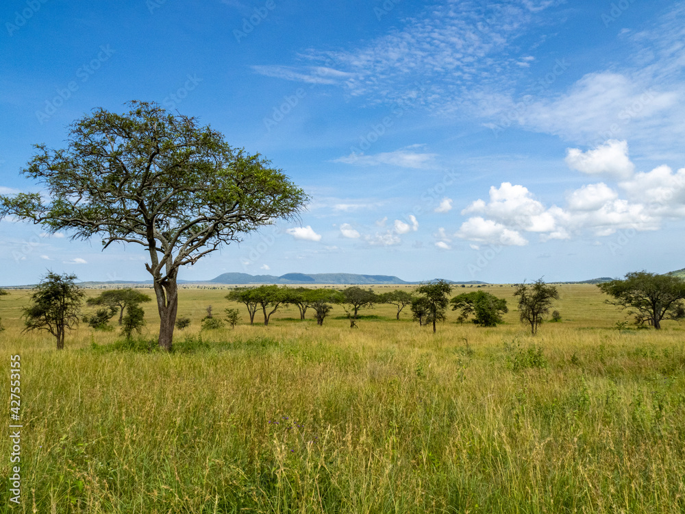 Serengeti National Park, Tanzania, Africa - February 29, 2020: Tree in grassland of the Serengeti Serengeti National Park, Tanzania, Africa - February 29, 2020: Tree in grassland of the Serengeti