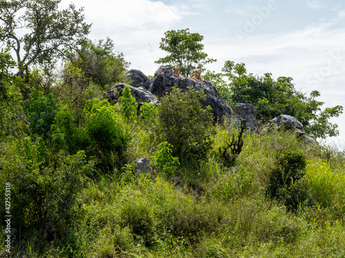 Serengeti National Park, Tanzania, Africa - February 29, 2020: Lion cubs on rock enjoying the sun