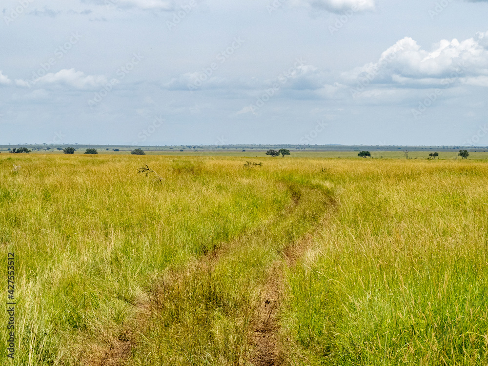 Serengeti National Park, Tanzania, Africa - February 29, 2020: Jeep path through tall grass of Serengeti