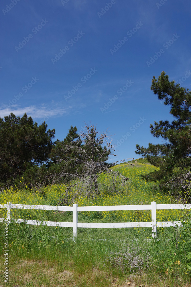 Fototapeta premium Southern California rural landscape scenery in springtime