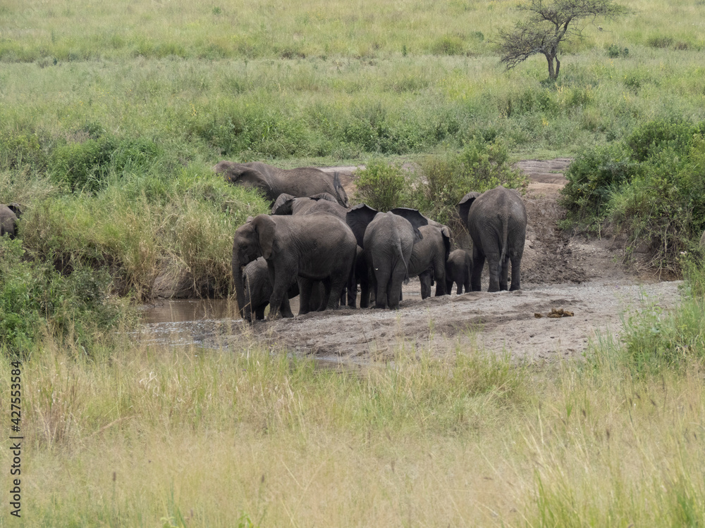 Serengeti National Park, Tanzania, Africa - February 29, 2020: Family of elephants playing along stream in Serengeti National Park