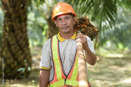 Asian farmer palm oil lifting oil palm fruit wearing safety helmet and work vest