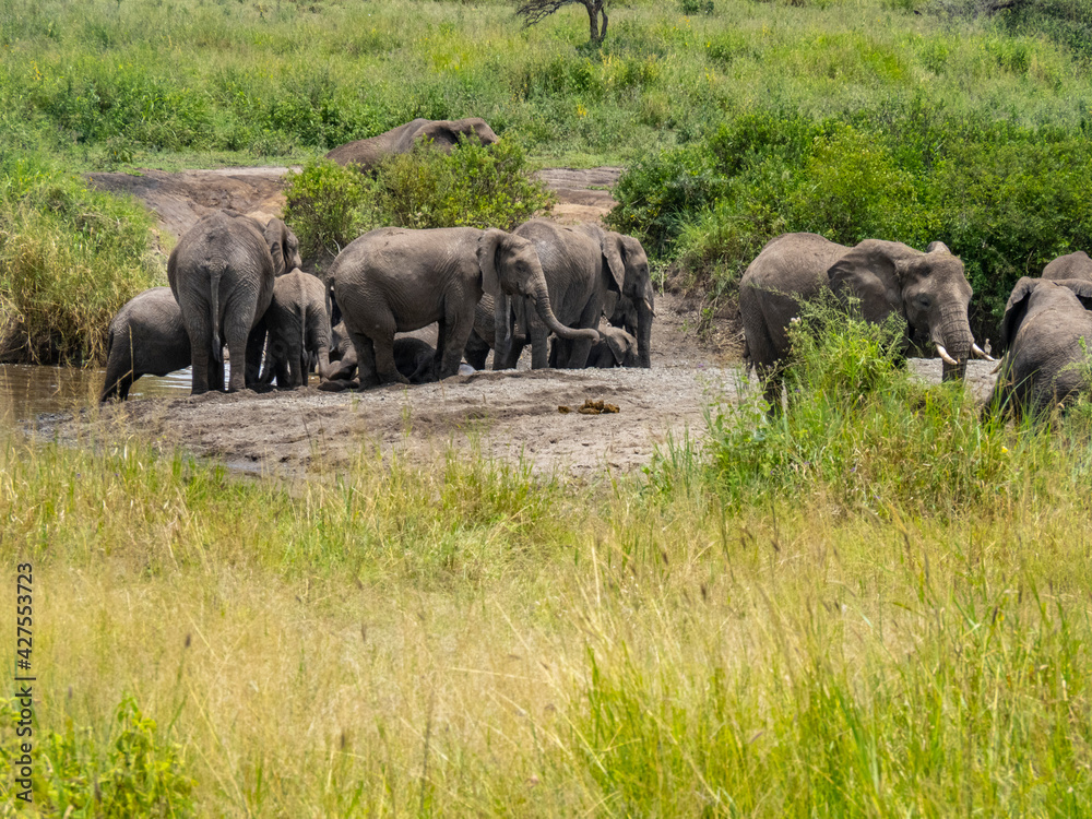 Serengeti National Park, Tanzania, Africa - February 29, 2020: Family of elephants playing along stream in Serengeti National Park