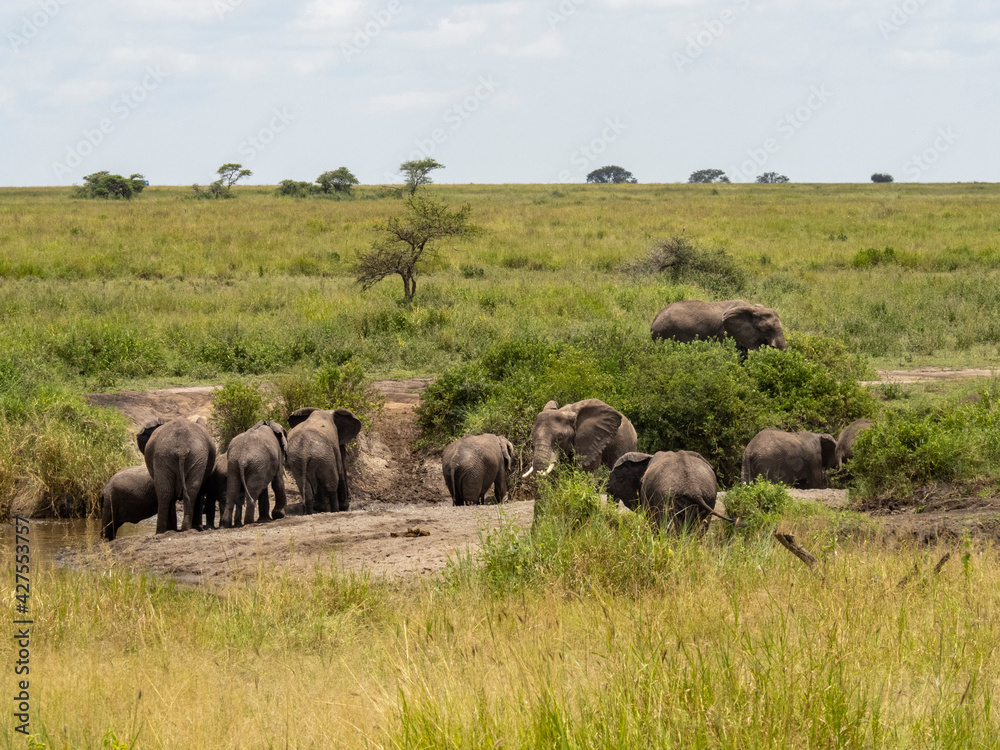 Serengeti National Park, Tanzania, Africa - February 29, 2020: Family of elephants playing along stream in Serengeti National Park