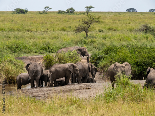 Serengeti National Park  Tanzania  Africa - February 29  2020  Family of elephants playing along stream in Serengeti National Park