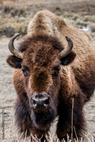 Bison staring at the camera