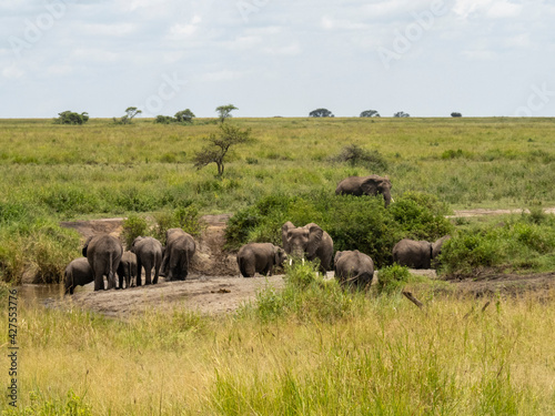 Serengeti National Park  Tanzania  Africa - February 29  2020  Family of elephants playing along stream in Serengeti National Park