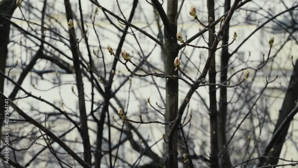 Blooming Horse Chestnut Tree buds during springtime slow motion Blooming Horse Chestnut Tree buds during springtime slow motion