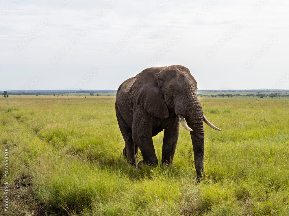 Serengeti National Park, Tanzania, Africa - February 29, 2020: African Elephant crossing the dirt path of Serengeti National Park