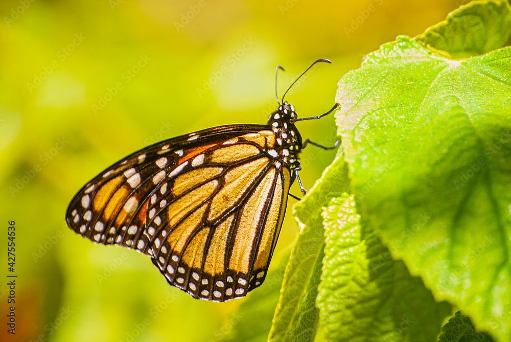 Naklejka premium Close Up Monarch Butterfly on Leaf