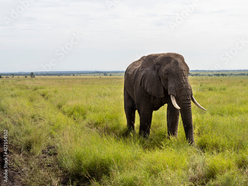 Serengeti National Park, Tanzania, Africa - February 29, 2020: African Elephant crossing the dirt path of Serengeti National Park © Elise