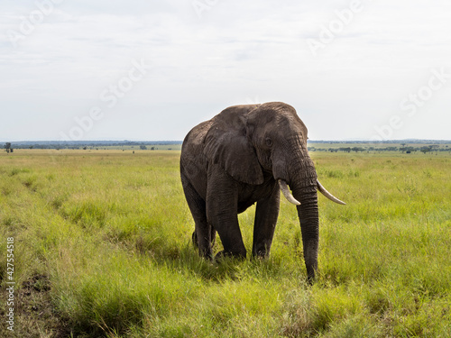 Serengeti National Park  Tanzania  Africa - February 29  2020  African Elephant crossing the dirt path of Serengeti National Park