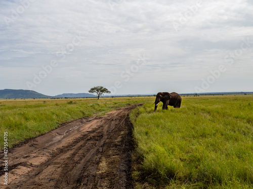 Serengeti National Park  Tanzania  Africa - February 29  2020  African elephant crossing the dirt road of Serengeti National Park