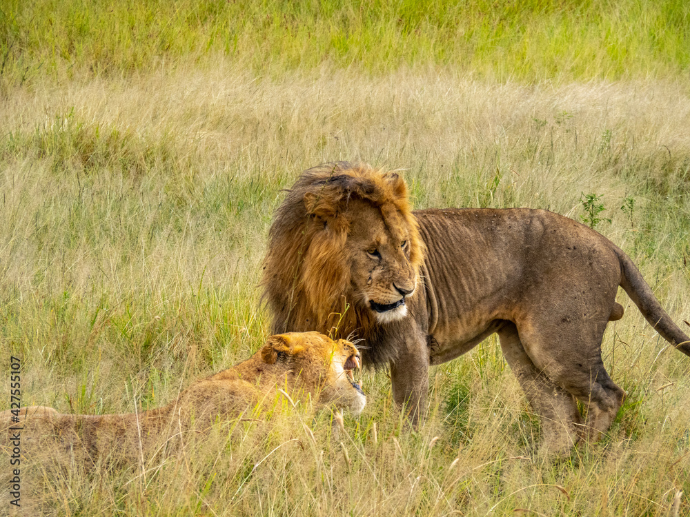Serengeti National Park, Tanzania, Africa - February 29, 2020: Lion courting Lioness in the tall grass of Serengeti National Park Serengeti National Park, Tanzania, Africa - February 29, 2020: Lion courting Lioness in the tall grass of Serengeti National Park