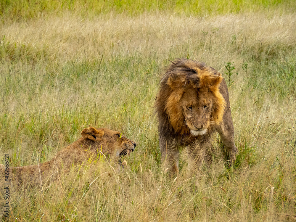 Fototapeta premium Serengeti National Park, Tanzania, Africa - February 29, 2020: Lion courting Lioness in the tall grass of Serengeti National Park
