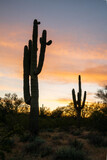 saguaro cacti at sunset 