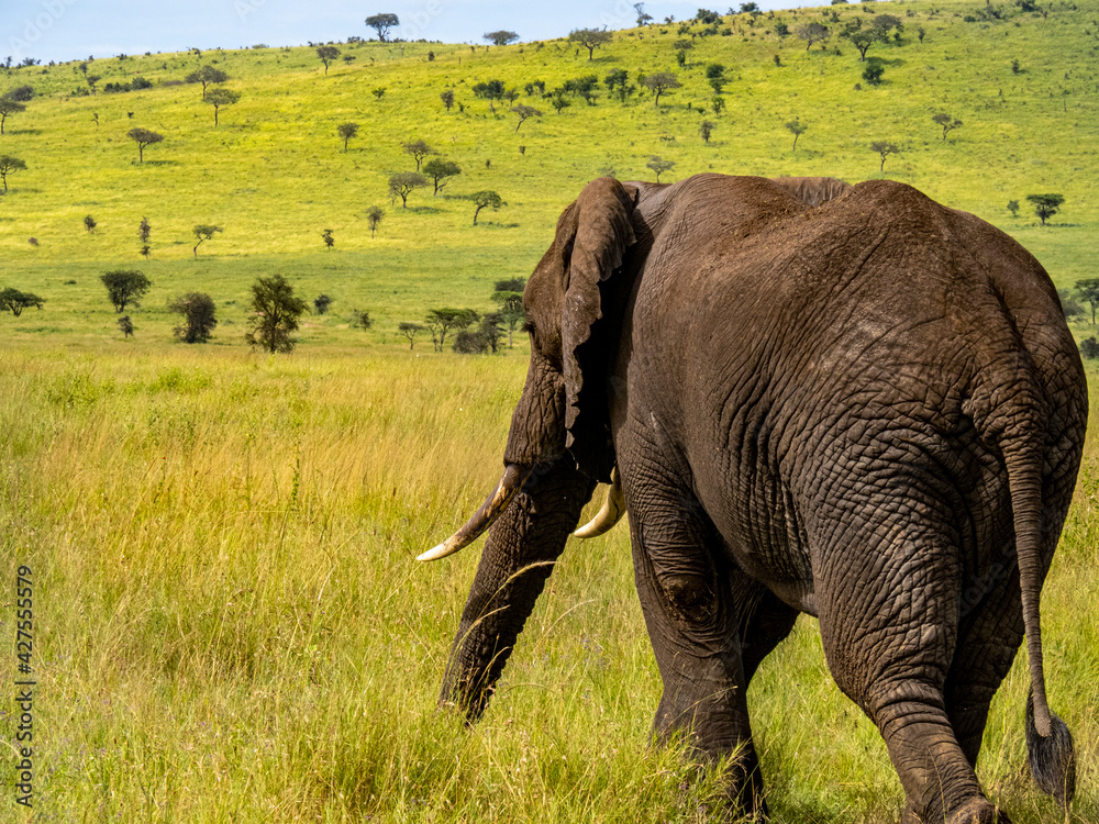 Φωτογραφία Serengeti National Park, Tanzania, Africa - February 29, 2020: African elephant