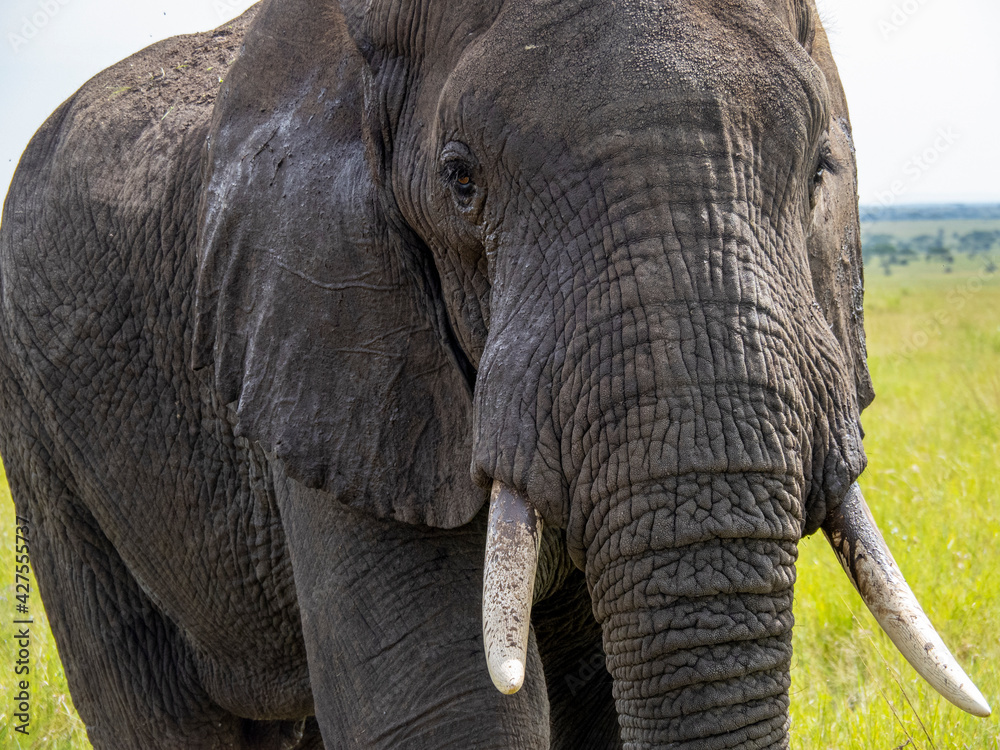 Serengeti National Park, Tanzania, Africa - February 29, 2020: Close up of African Elephant Face with Tusks