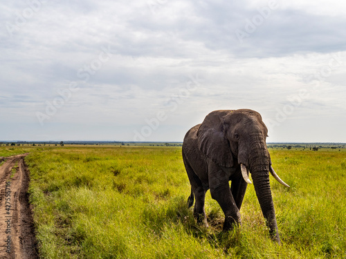 Serengeti National Park, Tanzania, Africa - February 29, 2020: African elephant walking along savannah in Serengeti National Park
