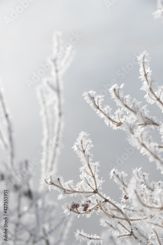 Snowflakes on a branch © Hope Photography