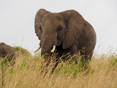 Masaai Mara  Kenya  Africa - February 26  2020  African elephants in tall grass on Safari  Masaai Mara Game Reserve