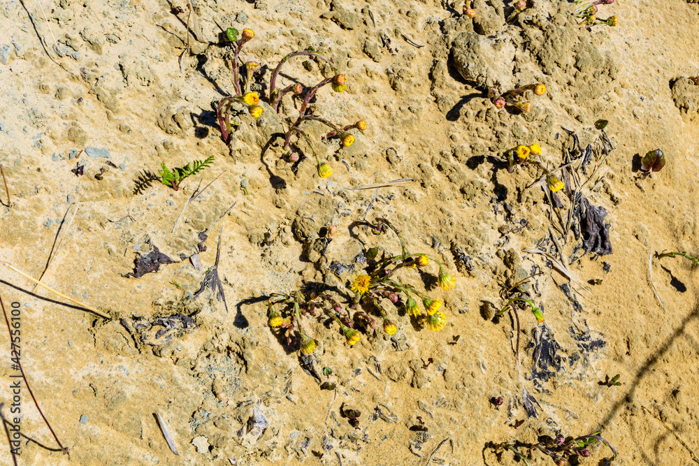 Foalfoot (tussilago farfara) blossoming on spring Foalfoot (tussilago farfara) blossoming on spring