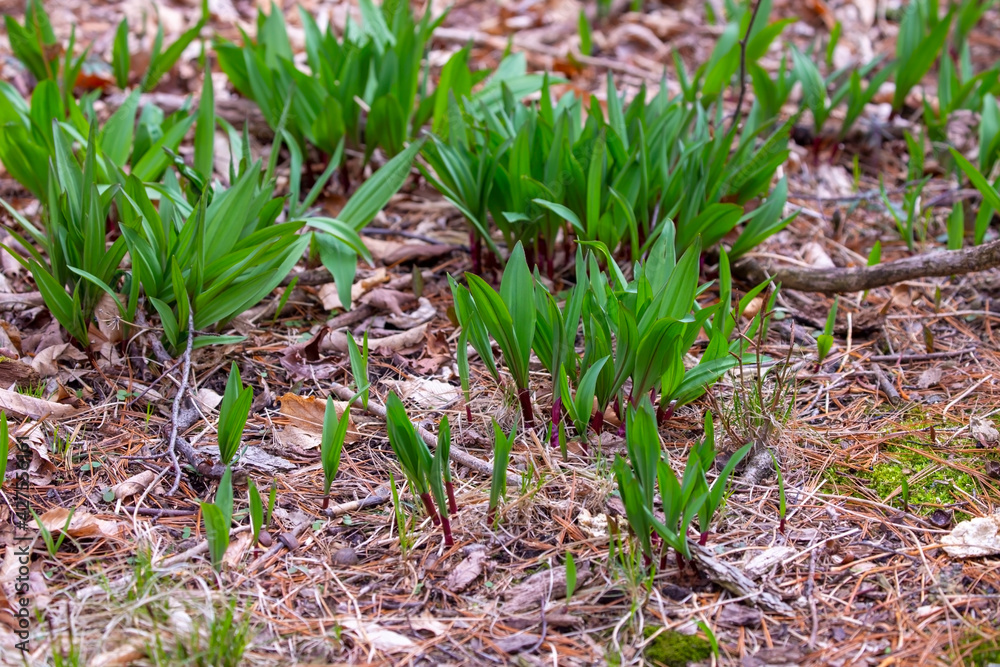 Wild Ramps wild garlic ( Allium tricoccum), commonly known as ramp