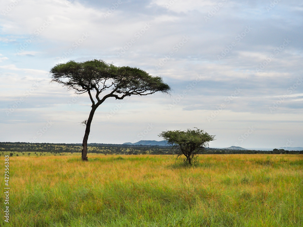 Serengeti National Park, Tanzania, Africa - February 29, 2020: Acacia tree alone in Serengeti National Park