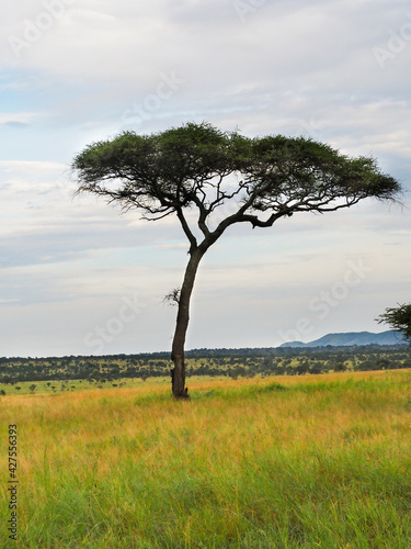 Serengeti National Park  Tanzania  Africa - February 29  2020  Acacia tree alone in Serengeti National Park