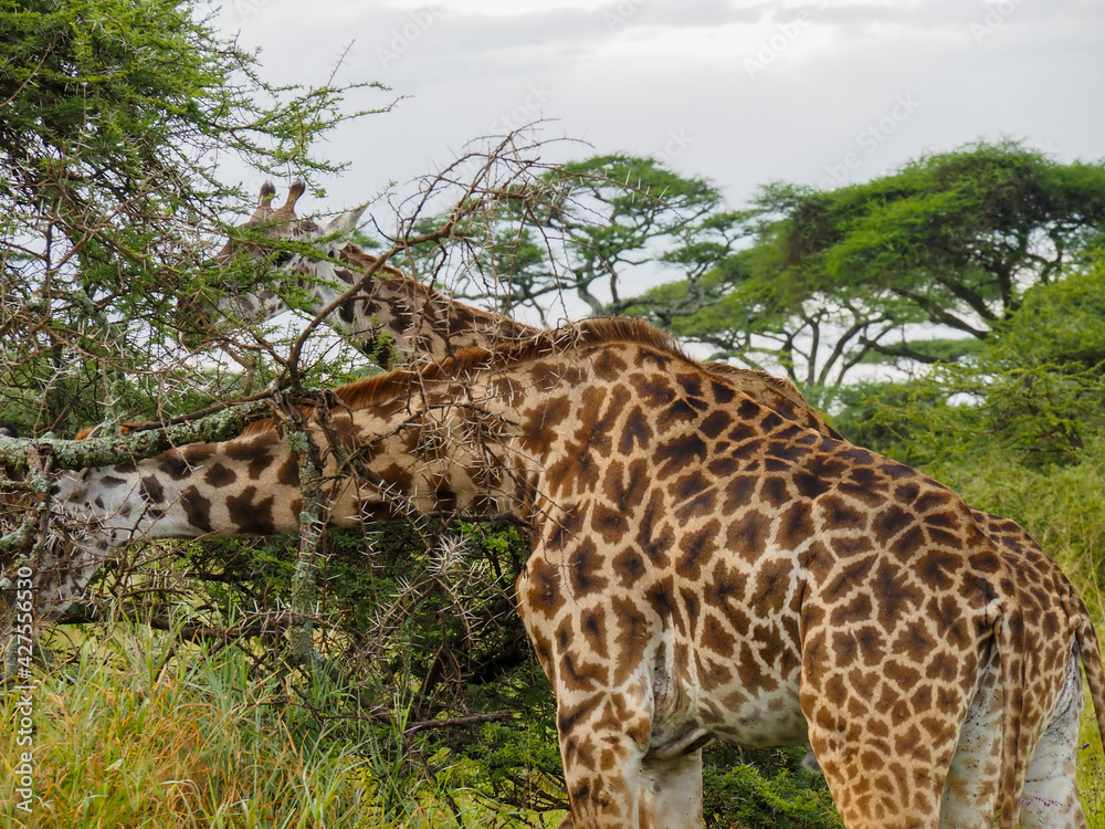 Serengeti National Park, Tanzania, Africa - February 29, 2020: Giraffes along the savannah roaming and eating Serengeti National Park, Tanzania, Africa - February 29, 2020: Giraffes along the savannah roaming and eating