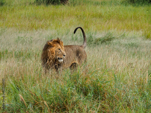 Serengeti National Park, Tanzania, Africa - February 29, 2020: Male lion amongst the Savannah during mating season in Serengeti National Park