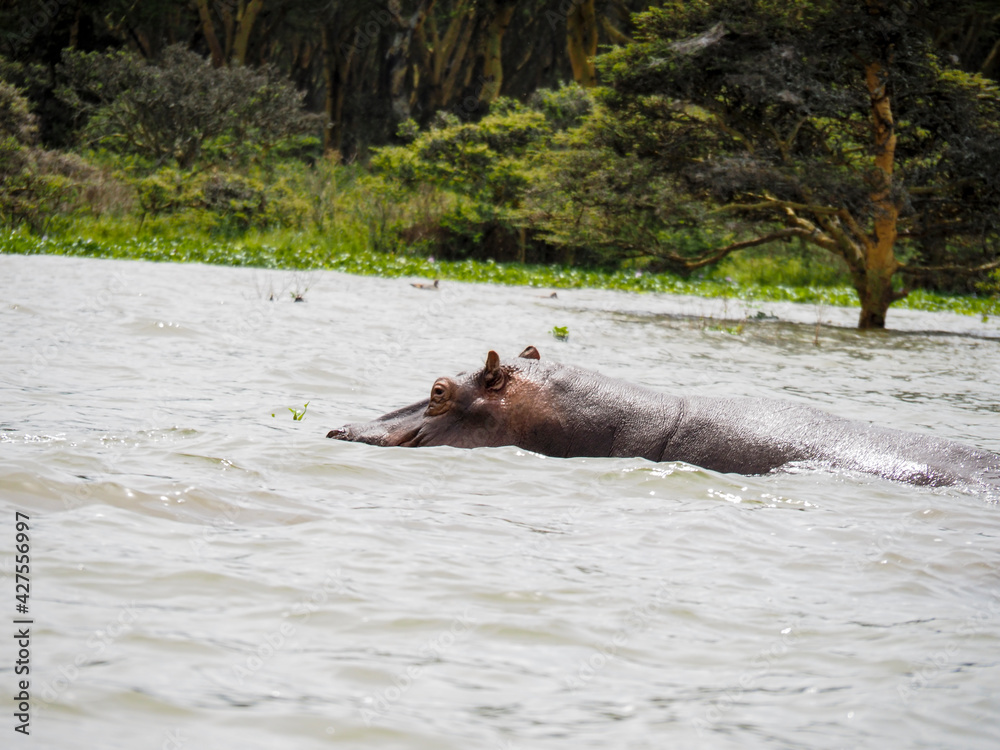 Fototapeta premium Lake Naivasha, Kenya, Africa - February 25, 2020: Hippos swimming through Lake Naivasha in Kenya, Africa