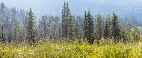 Mountain taiga on a summer day, meadow in the foreground