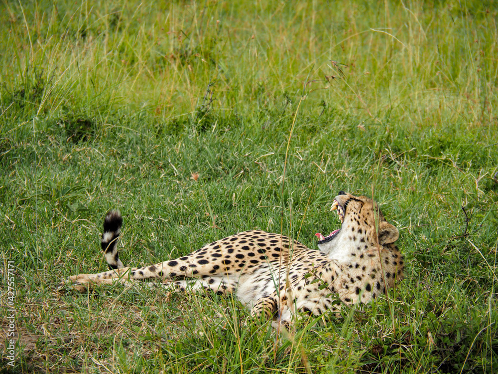 Maasai Mara, Kenya, Africa - February 26, 2020: Leopards lounging in the tall grass Maasai Mara, Kenya, Africa - February 26, 2020: Leopards lounging in the tall grass