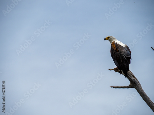 Lake Naivasha, Kenya, Africa - February 25, 2020: Fish eagle perched high on tree branch observing. © Elise