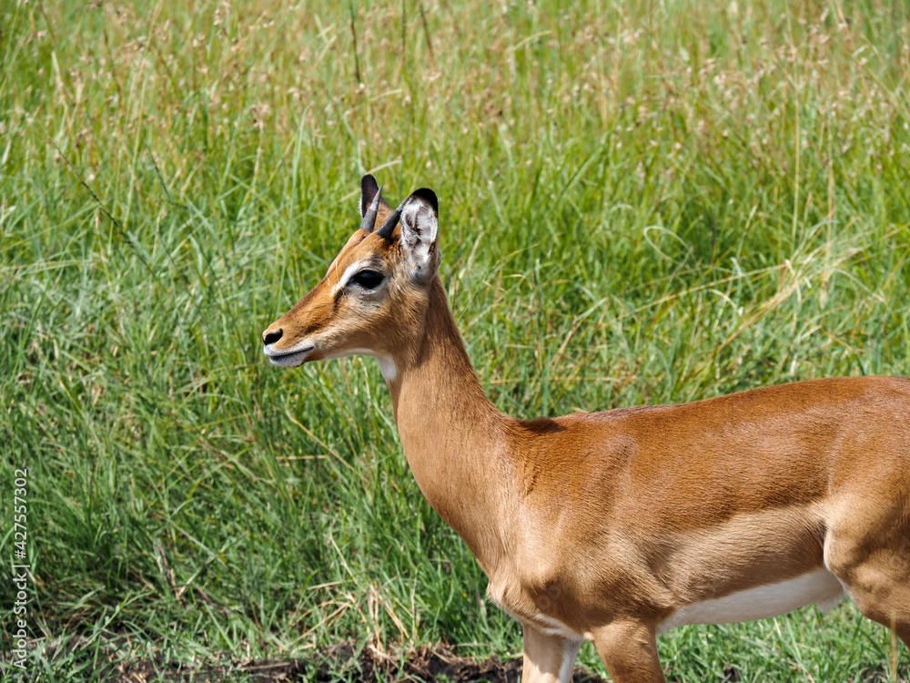 Maasai Mara, Kenya, Africa - February 26, 2020: Small antelope in Masaai Mara game reserve Maasai Mara, Kenya, Africa - February 26, 2020: Small antelope in Masaai Mara game reserve