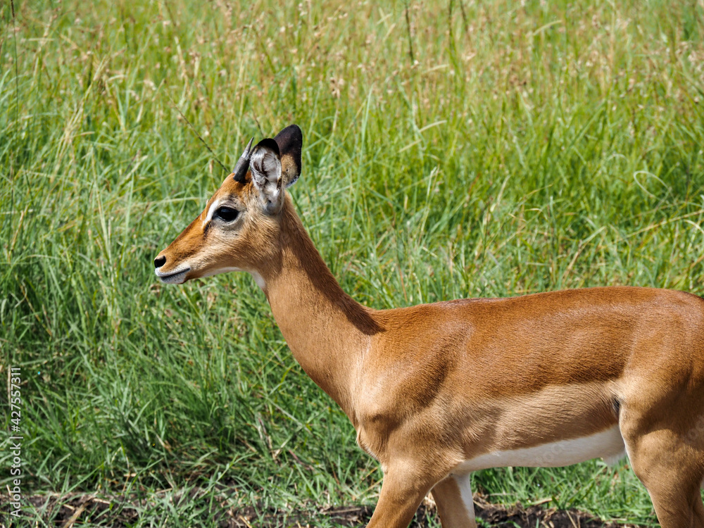Maasai Mara, Kenya, Africa - February 26, 2020: Small antelope in Masaai Mara game reserve