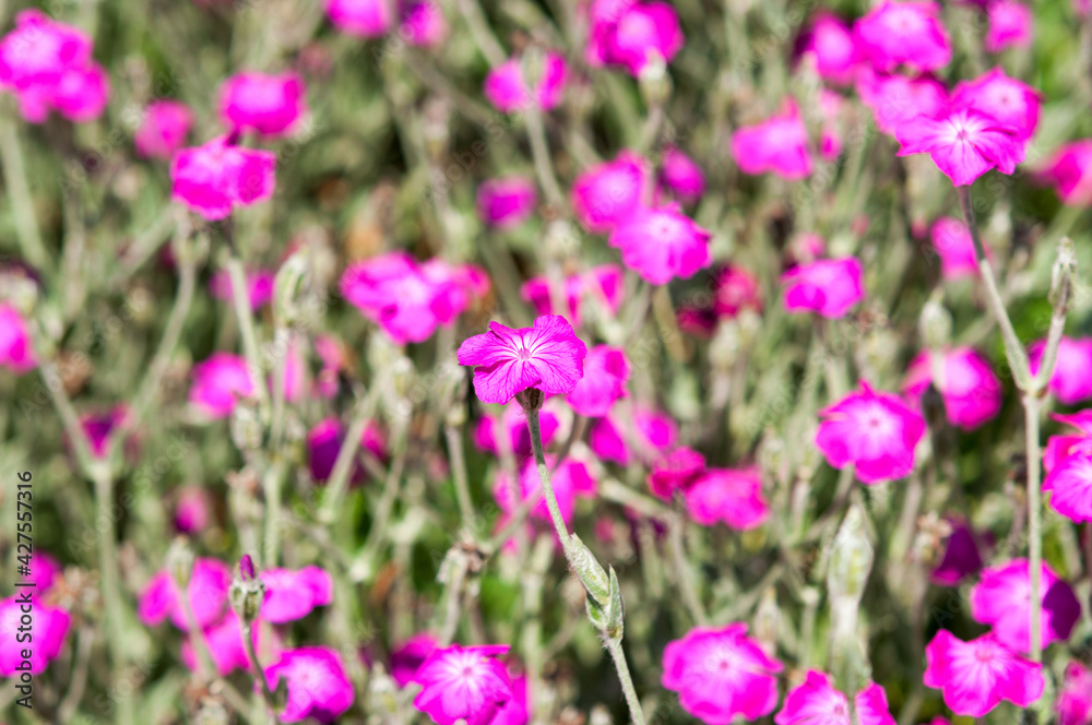 field of bright magenta lychnis coronaria or rose campion