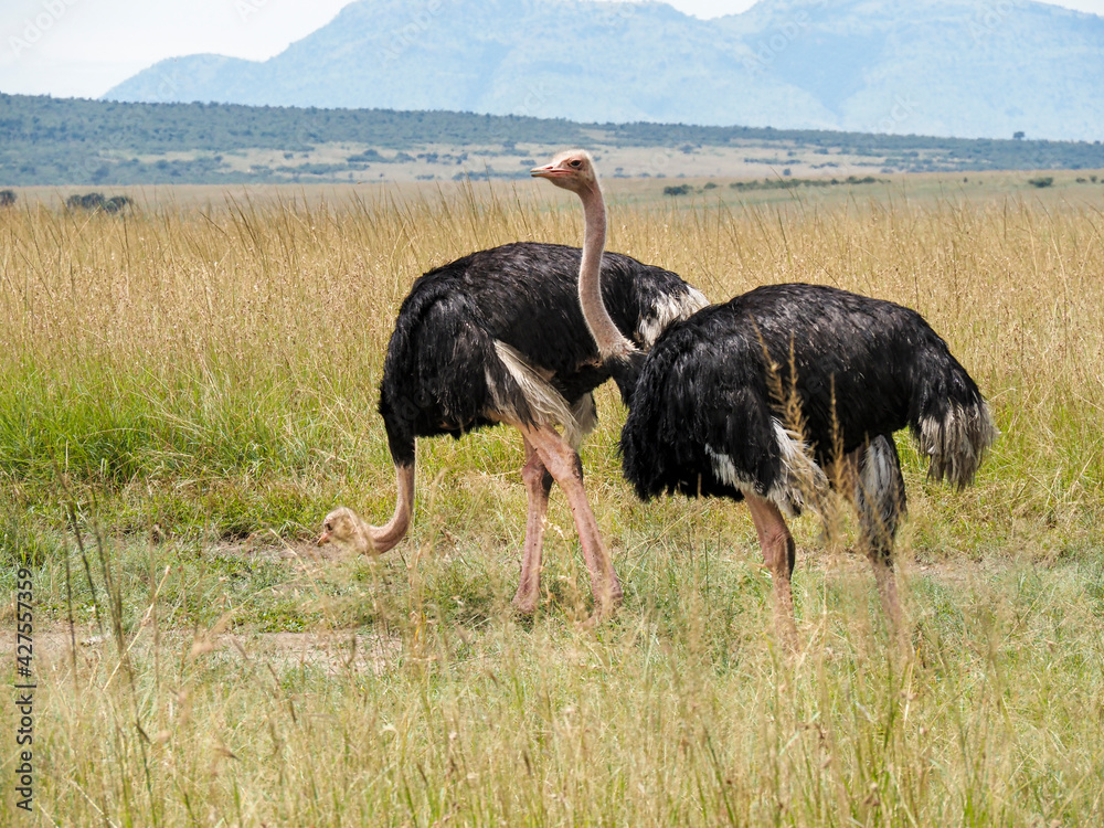 Naklejka premium Maasai Mara, Kenya, Africa - February 26, 2020: Ostriches roaming on the Savannah, Maasai Mara Game Reserve, Kenya, Africa