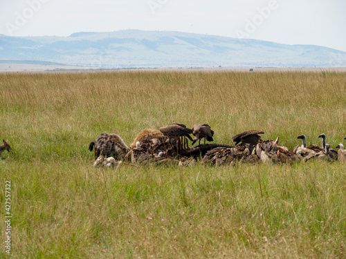 Maasai Mara, Kenya, Africa - February 26, 2020: Vultures and Hyenas eating dead animal carcass on the savannah, Maasai Mara Game Reserve, Kenya, Africa
