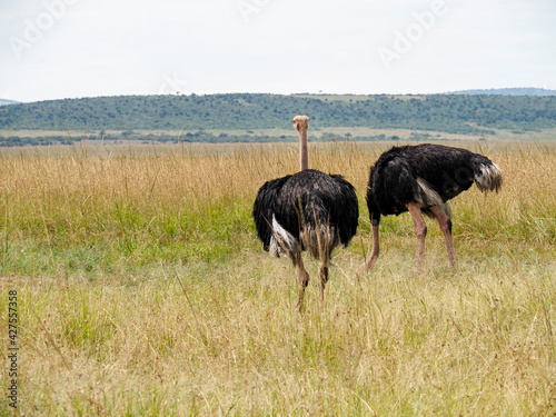 Maasai Mara, Kenya, Africa - February 26, 2020: Ostriches roaming on the Savannah, Maasai Mara Game Reserve, Kenya, Africa