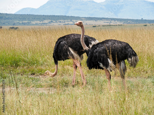 Maasai Mara, Kenya, Africa - February 26, 2020: Ostriches roaming on the Savannah, Maasai Mara Game Reserve, Kenya, Africa