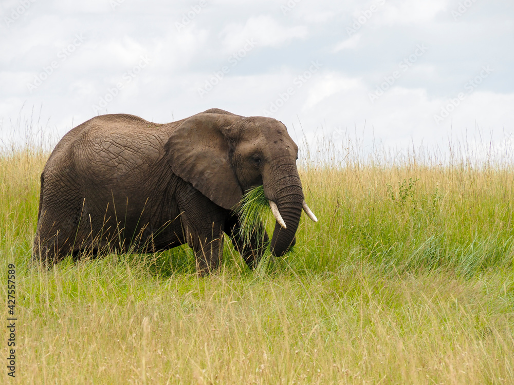 Obraz premium Maasai Mara, Kenya, Africa - February 26, 2020: Large african elephant eating grass, Maasai Mara Game Reserve, Kenya, Africa