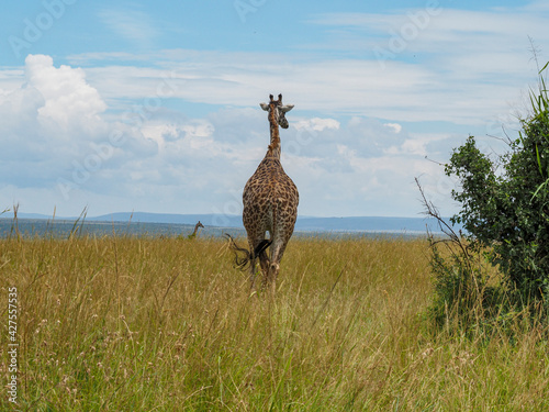 Maasai Mara, Kenya, Africa - February 26, 2020: Giraffe walking across the Savannah, Maasai Mara Game Reserve